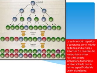 La estimulación repetida
o constante por el mismo
epítopo conduce a los
linfocitos B a cambiar del
isotipo IgM a otros.
Así la respuesta
inmunitaria humoral se
ve diversificada con la
misma especificidad de
unión al antígeno.
 