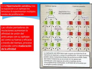 Las células portadoras de
mutaciones aumentan la
afinidad de unión del
anticuerpo con su epítopo
así como su fuerza y eficacia
a través del tiempo, proceso
conocido como maduración
de la afinidad
En la Hipermutación somática, tras
la exposición a un epítopo los
linfocitos B experimentan múltiples
rondas de proliferación
 