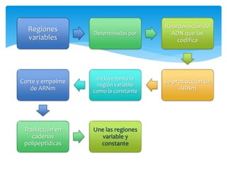 Regiones
variables
Determinadas por
Reordenación de
ADN que las
codifica
La producción de
ARNm
Incluye tanto la
región variable
como la constante
Corte y empalme
de ARNm
Traducción en
cadenas
polipeptídicas
Une las regiones
variable y
constante
 