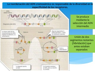 La reordenación del ADN cromosómico es responsable de la diversidad en la
especificidad de los receptores.
Se produce
mediante la
selección del ADN
intermedio
Unión de dos
segmentos restantes
(hibridación) que
antes estaban
separados
 