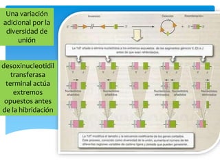 Una variación
adicional por la
diversidad de
unión
desoxinucleotidil
transferasa
terminal actúa
extremos
opuestos antes
de la hibridación
 