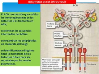 El ADN reordenado que codifica
las inmunoglobulinas en los
linfocitos B es transcrito en
ARN;
se eliminan las secuencias
intermedias del ARNm
se ensamblan los polipéptidos
en el aparato del Golgi
se identifican para dirigirlos
hacia la membrana de los
linfocitos B bien para ser
secretados por las células
plasmáticas.
RECEPTORES DE LOS LINFOCITOS B
 