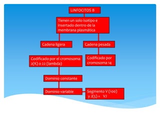 LINFOCITOS B
Tienen un solo isotipo e
insertado dentro de la
membrana plasmática
Codificado por el cromosoma
2(K) o 22 (lambda)
Cadena ligera Cadena pesada
Codificado por
cromosoma 14
Dominio constante
Dominio variable Segmento V (100)
y J(5) = VJ
 