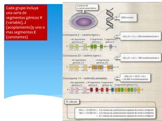 Cada grupo incluye
una seria de
segmentos génicos V
(variable), J
(acoplamiento)y uno o
mas segmentos C
(constantes)
 