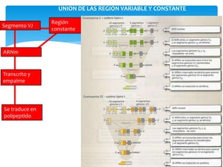 UNION DE LAS REGION VARIABLE Y CONSTANTE
Segmento VJ
Región
constante
ARNm
Transcrito y
empalme
Se traduce en
polipeptido
 