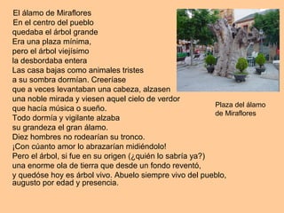 El álamo de Miraflores
En el centro del pueblo
quedaba el árbol grande
Era una plaza mínima,
pero el árbol viejísimo
la desbordaba entera
Las casa bajas como animales tristes
a su sombra dormían. Creeríase
que a veces levantaban una cabeza, alzasen
una noble mirada y viesen aquel cielo de verdor
que hacía música o sueño.
Todo dormía y vigilante alzaba
su grandeza el gran álamo.
Diez hombres no rodearían su tronco.
¡Con cúanto amor lo abrazarían midiéndolo!
Pero el árbol, si fue en su origen (¿quién lo sabría ya?)
una enorme ola de tierra que desde un fondo reventó,
y quedóse hoy es árbol vivo. Abuelo siempre vivo del pueblo,
augusto por edad y presencia.
Plaza del álamo
de Miraflores
 