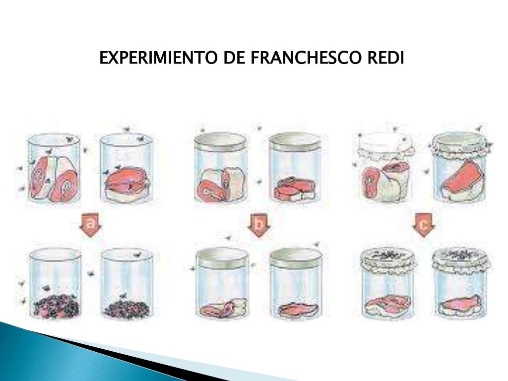 Generacion espontanea Generacion espontanea