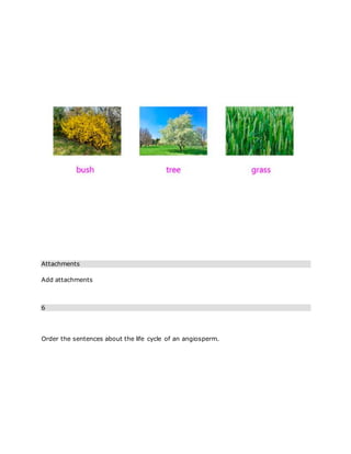 Attachments
Add attachments
6
Order the sentences about the life cycle of an angiosperm.
 