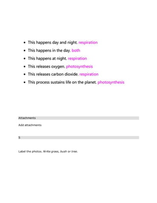 Attachments
Add attachments
5
Label the photos. Write grass, bush or tree.
 