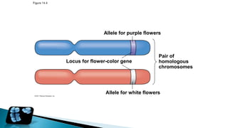 General-Biology----------2_Genetics.pptx