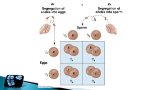 General-Biology----------2_Genetics.pptx