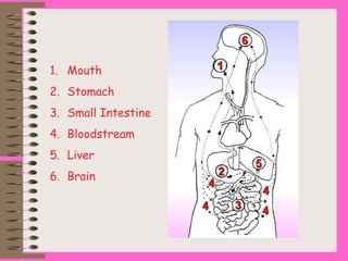 1. Mouth
2. Stomach
3. Small Intestine
4. Bloodstream
5. Liver
6. Brain
 
