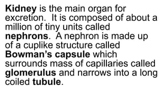 Kidney is the main organ for
excretion. It is composed of about a
million of tiny units called
nephrons. A nephron is made up
of a cuplike structure called
Bowman’s capsule which
surrounds mass of capillaries called
glomerulus and narrows into a long
coiled tubule.
 