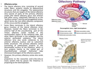 Comprehensive Overview of the Olfactory System and Cranial Nerves in ...