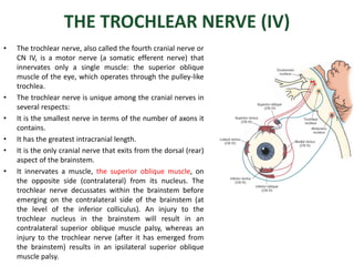 Comprehensive Overview of the Olfactory System and Cranial Nerves in ...