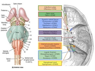 Comprehensive Overview of the Olfactory System and Cranial Nerves in ...
