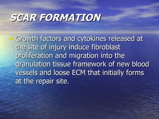 Scar Form Basic General Pathology Review | PPT