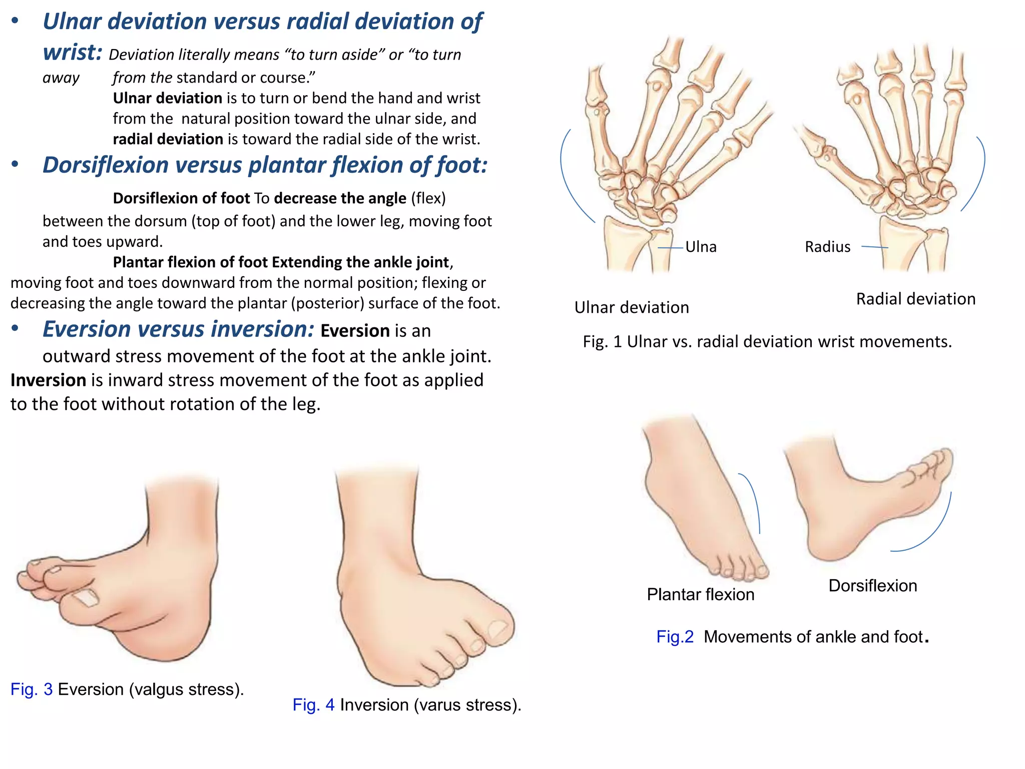 Normal Toe Bend General radiological-procedure | PPTX