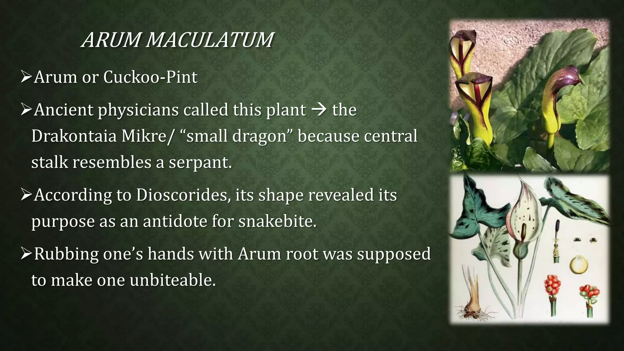 ARUM MACULATUM 
Arum or Cuckoo-Pint 
Ancient physicians called this plant  the 
Drakontaia Mikre/ “small dragon” because central 
stalk resembles a serpant. 
According to Dioscorides, its shape revealed its 
purpose as an antidote for snakebite. 
Rubbing one’s hands with Arum root was supposed 
to make one unbiteable. 
 