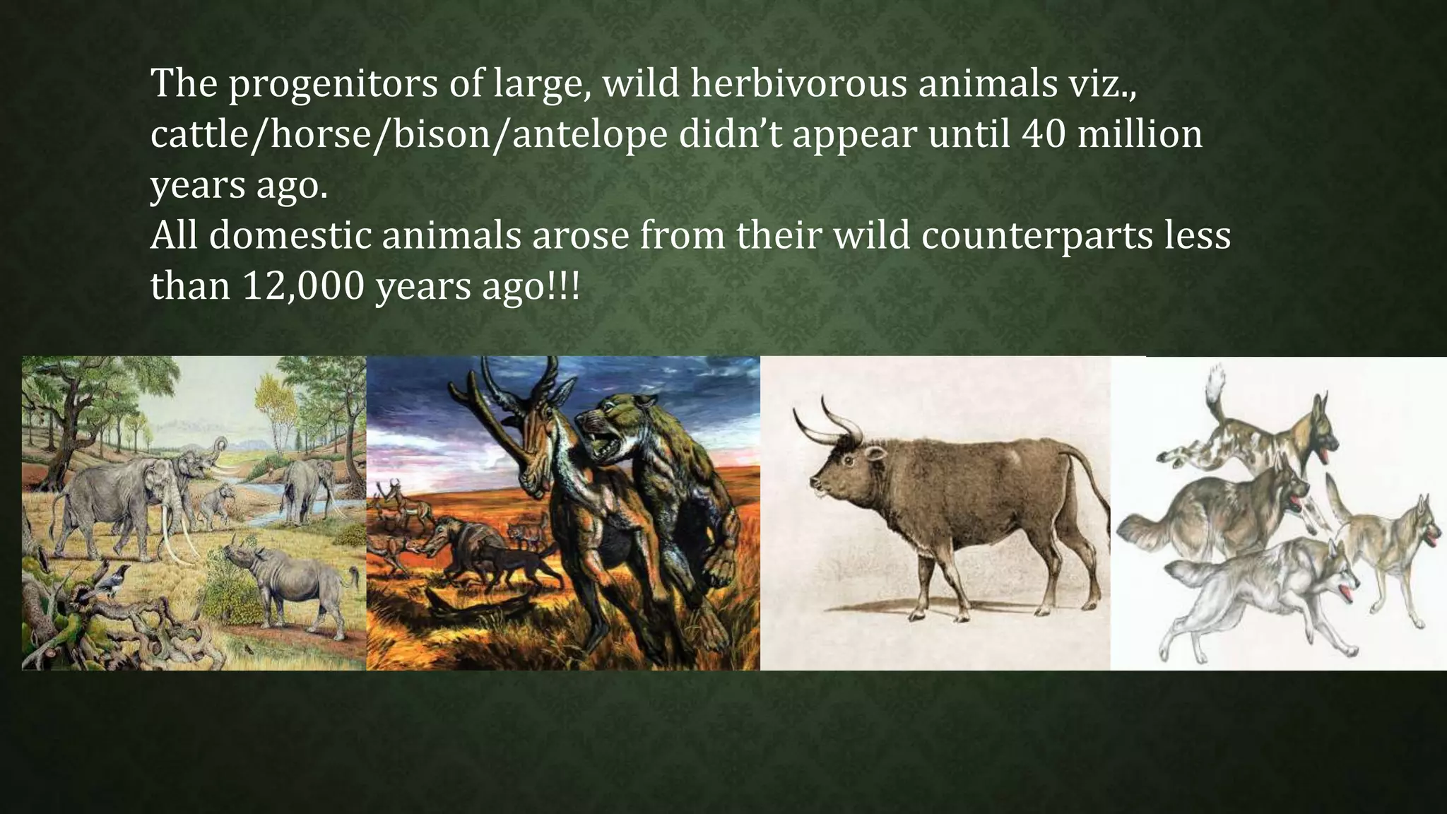 The progenitors of large, wild herbivorous animals viz., 
cattle/horse/bison/antelope didn’t appear until 40 million 
years ago. 
All domestic animals arose from their wild counterparts less 
than 12,000 years ago!!! 
 