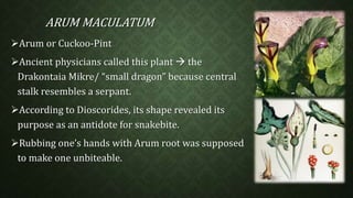 ARUM MACULATUM 
Arum or Cuckoo-Pint 
Ancient physicians called this plant  the 
Drakontaia Mikre/ “small dragon” because central 
stalk resembles a serpant. 
According to Dioscorides, its shape revealed its 
purpose as an antidote for snakebite. 
Rubbing one’s hands with Arum root was supposed 
to make one unbiteable. 
 