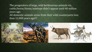 The progenitors of large, wild herbivorous animals viz., 
cattle/horse/bison/antelope didn’t appear until 40 million 
years ago. 
All domestic animals arose from their wild counterparts less 
than 12,000 years ago!!! 
 