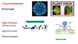 C) Virus carbohydrates-
D) Viral Lipid
Types of Viruses
1) Plant viruses
2)Animal viruses
3)Bacteriophages
Bacteriophages
 
