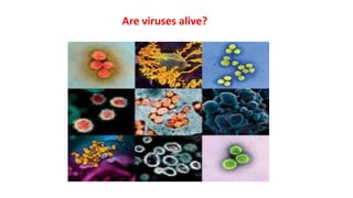 Are viruses alive?
 