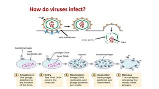How do viruses infect?
 