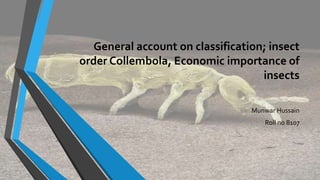 General account on classification; insect
order Collembola, Economic importance of
insects
Munwar Hussain
Roll no 8107
 