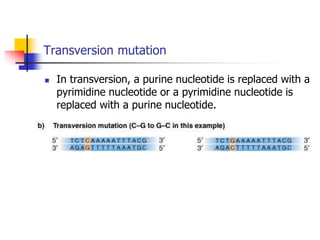 Transverse Mutation Example General account on Mutation and its types.ppt