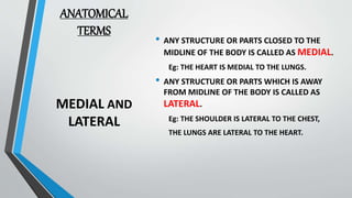Introduction to Anatomy & Physiology | PPTX | Lung and Respiratory ...
