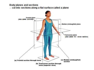 General anatomy | PPT