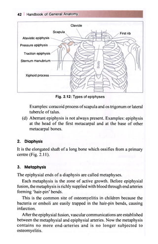 Xylloid Process General anatomy | PDF