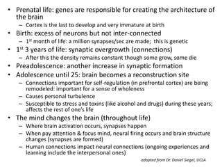 • Prenatal life: genes are responsible for creating the architecture of
the brain
– Cortex is the last to develop and very immature at birth
• Birth: excess of neurons but not inter-connected
– 1st month of life: a million synapses/sec are made; this is genetic
• 1st 3 years of life: synaptic overgrowth (connections)
– After this the density remains constant though some grow, some die
• Preadolescence: another increase in synaptic formation
• Adolescence until 25: brain becomes a reconstruction site
– Connections important for self-regulation (in prefrontal cortex) are being
remodeled: important for a sense of wholeness
– Causes personal turbulence
– Susceptible to stress and toxins (like alcohol and drugs) during these years;
affects the rest of one’s life
• The mind changes the brain (throughout life)
– Where brain activation occurs, synapses happen
– When pay attention & focus mind, neural firing occurs and brain structure
changes (synapses are formed)
– Human connections impact neural connections (ongoing experiences and
learning include the interpersonal ones)
adapted from Dr. Daniel Siegel, UCLA
 