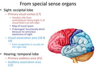 From special sense organs
• Sight: occipital lobe
– Primary visual cortex (17)
• Handles info from
contralateral retina (right ½ of
visual field is on left side)
• Map of visual space
• If damaged: functionally blind
because no conscious
awareness of sight
– Visual association area (18 &
19)
• Face recognition is usually on
the right side
• Hearing: temporal lobe
– Primary auditory area (41)
– Auditory association area
(22)
 
