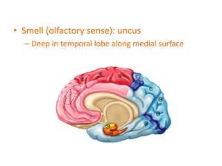 • Smell (olfactory sense): uncus
– Deep in temporal lobe along medial surface
 