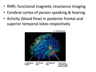 • fMRI: functional magnetic resonance imaging
• Cerebral cortex of person speaking & hearing
• Activity (blood flow) in posterior frontal and
superior temporal lobes respectively
 