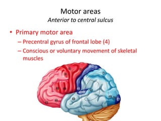 Motor areas
Anterior to central sulcus
• Primary motor area
– Precentral gyrus of frontal lobe (4)
– Conscious or voluntary movement of skeletal
muscles
 