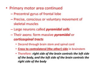 • Primary motor area continued
– Precentral gyrus of frontal lobe
– Precise, conscious or voluntary movement of
skeletal muscles
– Large neurons called pyramidal cells
– Their axons: form massive pyramidal or
corticospinal tracts
• Decend through brain stem and spinal cord
• Cross to contralateral (the other) side in brainstem
• Therefore: right side of the brain controls the left side
of the body, and the left side of the brain controls the
right side of the body
 