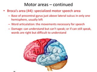 Motor areas – continued
• Broca’s area (44): specialized motor speech area
– Base of precentral gyrus just above lateral sulcus in only one
hemisphere, usually left
– Word articulation: the movements necessary for speech
– Damage: can understand but can’t speak; or if can still speak,
words are right but difficult to understand
 