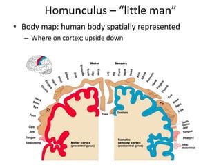 Homunculus – “little man”
• Body map: human body spatially represented
– Where on cortex; upside down
 
