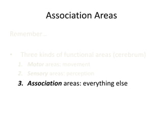 Association Areas
Remember…
• Three kinds of functional areas (cerebrum)
1. Motor areas: movement
2. Sensory areas: perception
3. Association areas: everything else
 