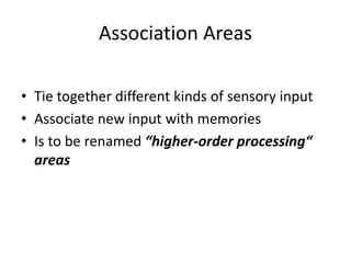 Association Areas
• Tie together different kinds of sensory input
• Associate new input with memories
• Is to be renamed “higher-order processing“
areas
 