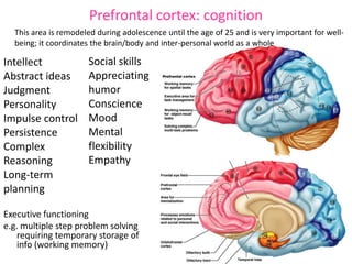 Prefrontal cortex: cognition
Executive functioning
e.g. multiple step problem solving
requiring temporary storage of
info (working memory)
This area is remodeled during adolescence until the age of 25 and is very important for well-
being; it coordinates the brain/body and inter-personal world as a whole
Social skills
Appreciating
humor
Conscience
Mood
Mental
flexibility
Empathy
Intellect
Abstract ideas
Judgment
Personality
Impulse control
Persistence
Complex
Reasoning
Long-term
planning
 