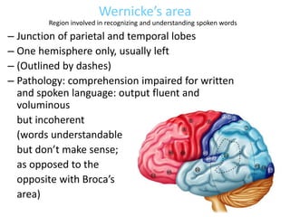 Wernicke’s area
– Junction of parietal and temporal lobes
– One hemisphere only, usually left
– (Outlined by dashes)
– Pathology: comprehension impaired for written
and spoken language: output fluent and
voluminous
but incoherent
(words understandable
but don’t make sense;
as opposed to the
opposite with Broca’s
area)
Region involved in recognizing and understanding spoken words
 