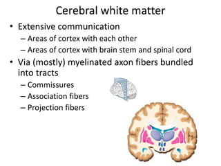Cerebral white matter
• Extensive communication
– Areas of cortex with each other
– Areas of cortex with brain stem and spinal cord
• Via (mostly) myelinated axon fibers bundled
into tracts
– Commissures
– Association fibers
– Projection fibers
 