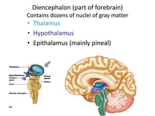 Diencephalon (part of forebrain)
Contains dozens of nuclei of gray matter
• Thalamus
• Hypothalamus
• Epithalamus (mainly pineal)
 