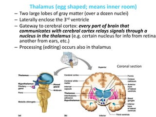 Thalamus (egg shaped; means inner room)
– Two large lobes of gray matter (over a dozen nuclei)
– Laterally enclose the 3rd ventricle
– Gateway to cerebral cortex: every part of brain that
communicates with cerebral cortex relays signals through a
nucleus in the thalamus (e.g. certain nucleus for info from retina,
another from ears, etc.)
– Processing (editing) occurs also in thalamus
Coronal section
 