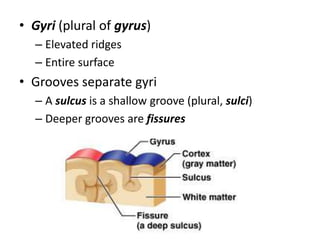 • Gyri (plural of gyrus)
– Elevated ridges
– Entire surface
• Grooves separate gyri
– A sulcus is a shallow groove (plural, sulci)
– Deeper grooves are fissures
 